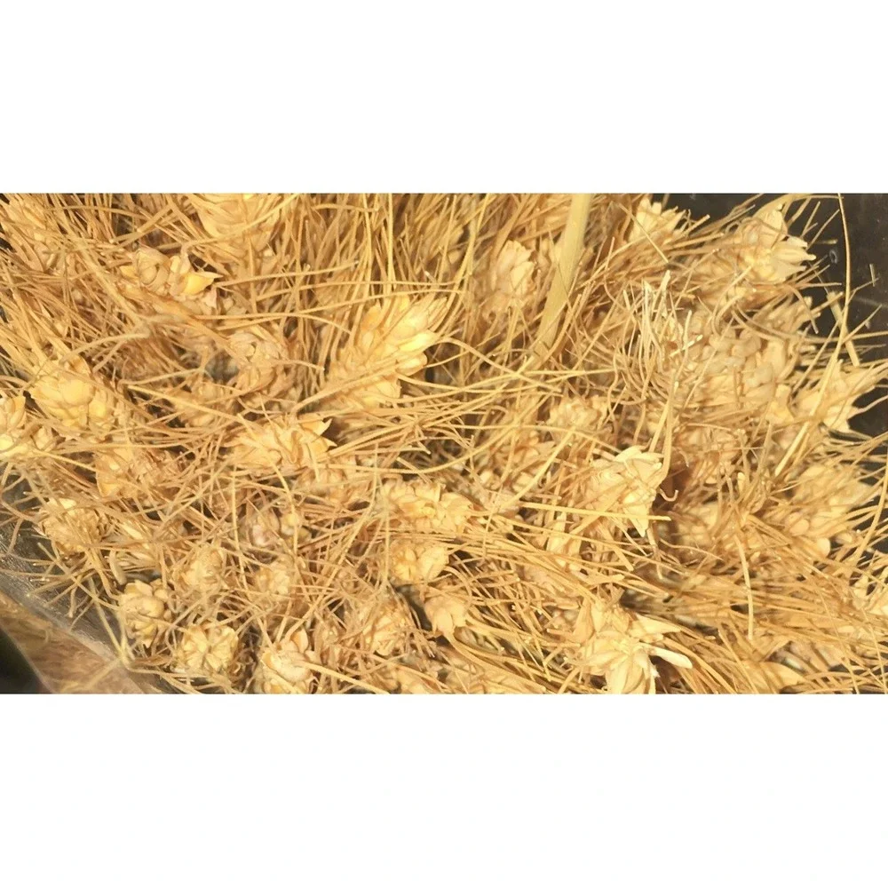 100 Stems Dried Wheat Stalks for Decor Sheaves Grass Natural Golden
